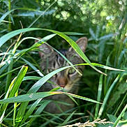 Bobo joined the competition — help win amazing prizes! cat, tabby, grass, greenery, outdoor, nature, blurred, animal, feline, camouflage, plants, wild, closeup, shy, stealth, ears, face, background, summer, daylight