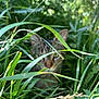 cat, tabby, grass, greenery, outdoor, nature, blurred, animal, feline, camouflage, plants, wild, closeup, shy, stealth, ears, face, background, summer, daylight