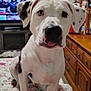 Kratos joined the competition — help win amazing prizes! dog, white_dog, black_spots, heterochromia, blue_eye, tongue_out, indoor, floral_quilt, furniture, wooden_drawers, tv_screen, living_room, pet, cute, animal, canine, sitting, close_up, portrait, home