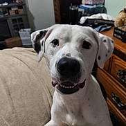Kratos is registered to the contest to win money with this photo: dog, white_dog, black_spots, heterochromia, indoor, furniture, smiling, pet, canine, close_up, bed, dresser, household, animal, ears, nose, teeth, face, curious, cute