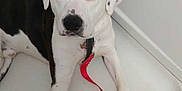 Kratos is registered to the contest to win money with this photo: dog, bathtub, leash, heterochromia, black_and_white, pet, indoor, animal, curious, canine, paw, resting, collar, spot, floor, white, clean, looking, household, domestic