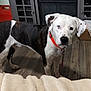 Kratos is registered to the contest to win money with this photo: dog, heterochromia, orange_collar, indoor, wooden_floor, black_and_white_fur, pet, curious, standing, canine, animal, domestic, household, leash, flooring, cabinet, furniture, spot, ears, eyes