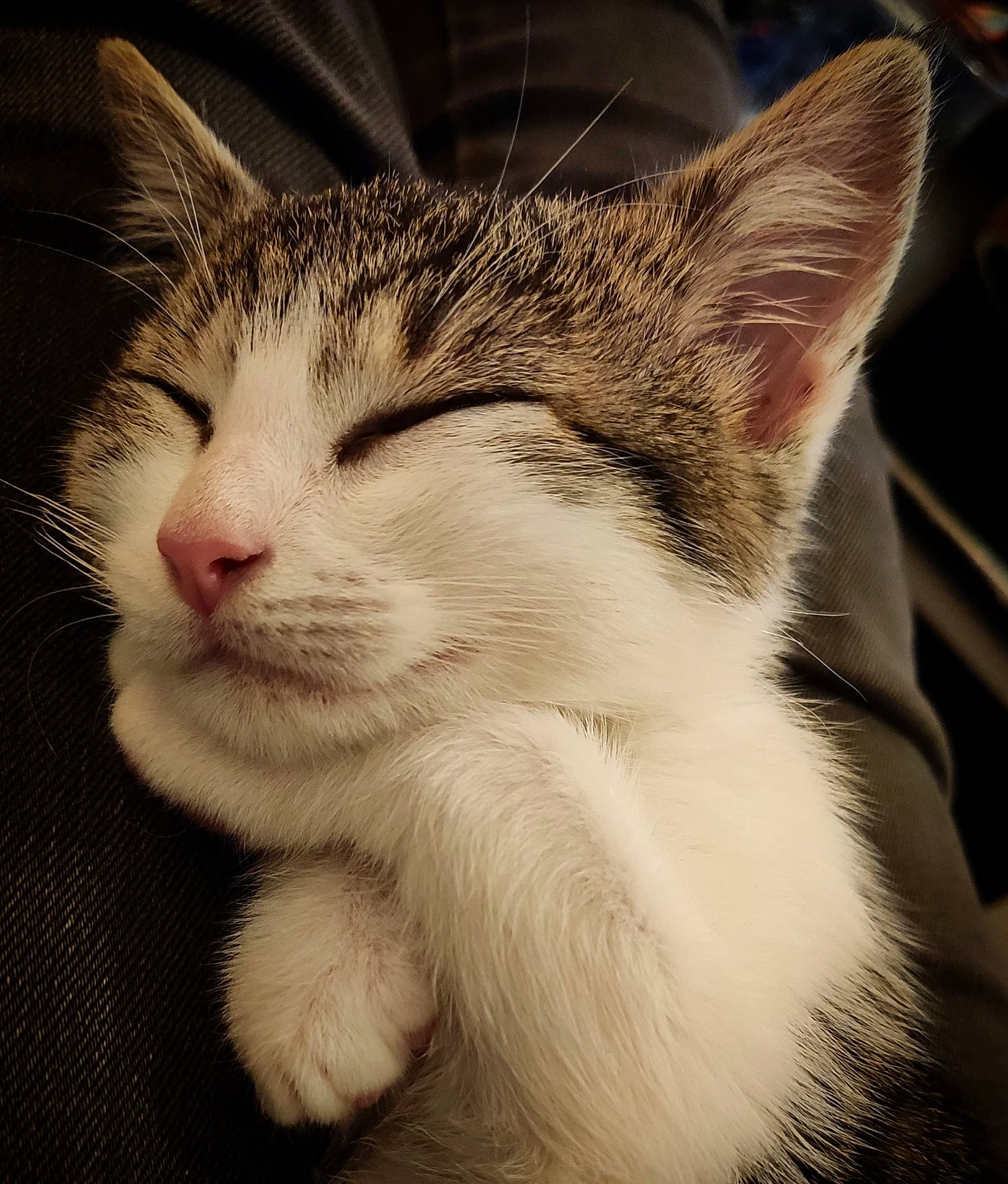 Swann participe au concours pour gagner de l'argent avec cette photo : carnivore, cat, claw, close_up, comfort, domestic_short_haired_cat, eye, felidae, fur, head, human_body, leg, paw, sleep, small_to_medium_sized_cats, snout, tail, terrestrial_animal, whiskers, window