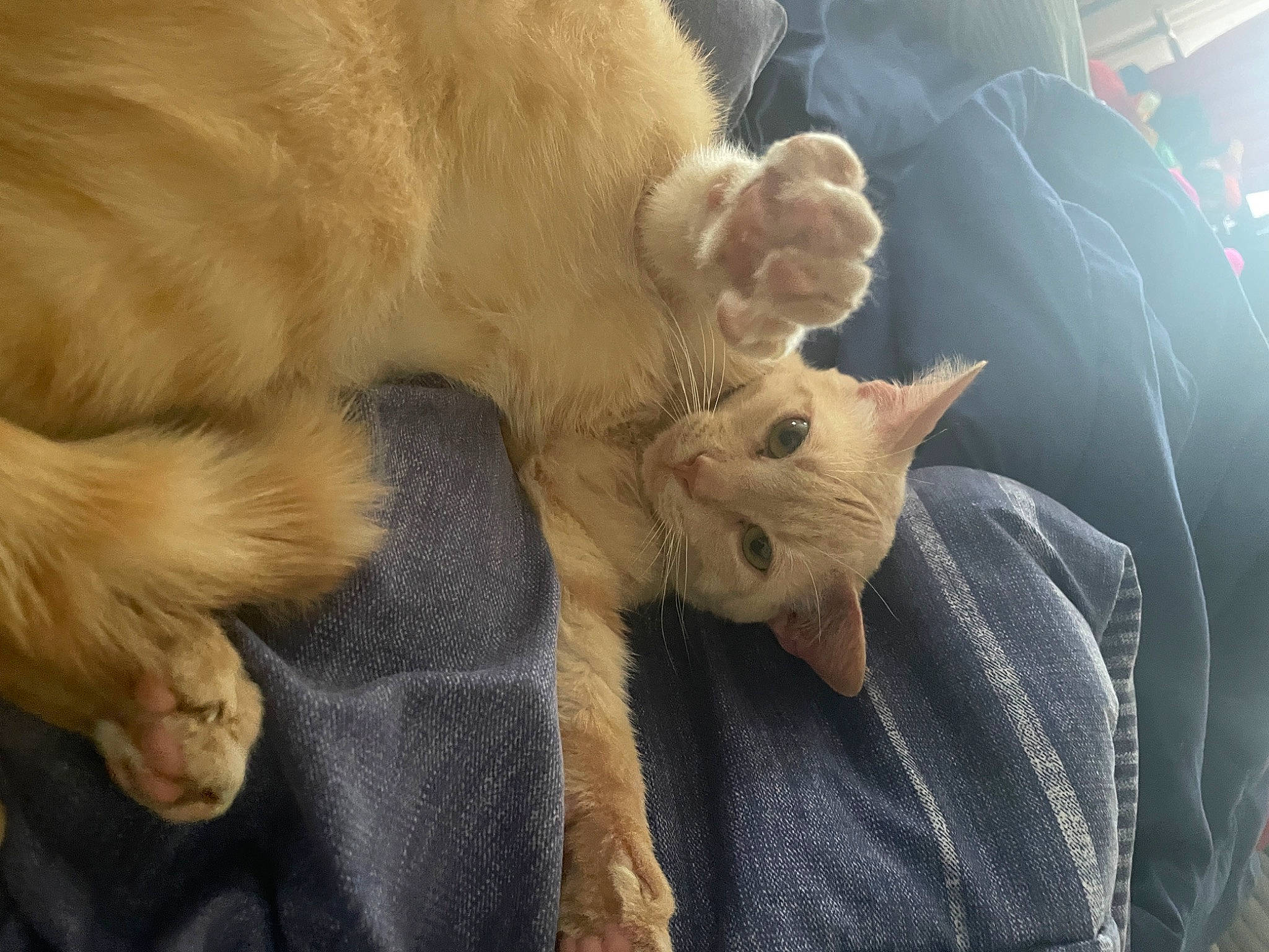 Butters joined the competition — help win amazing prizes! canidae, carnivore, cat, claw, comfort, companion_dog, dog_breed, fawn, felidae, fur, gesture, nap, paw, small_to_medium_sized_cats, snout, sporting_group, tail, terrestrial_animal, whiskers, wildlife