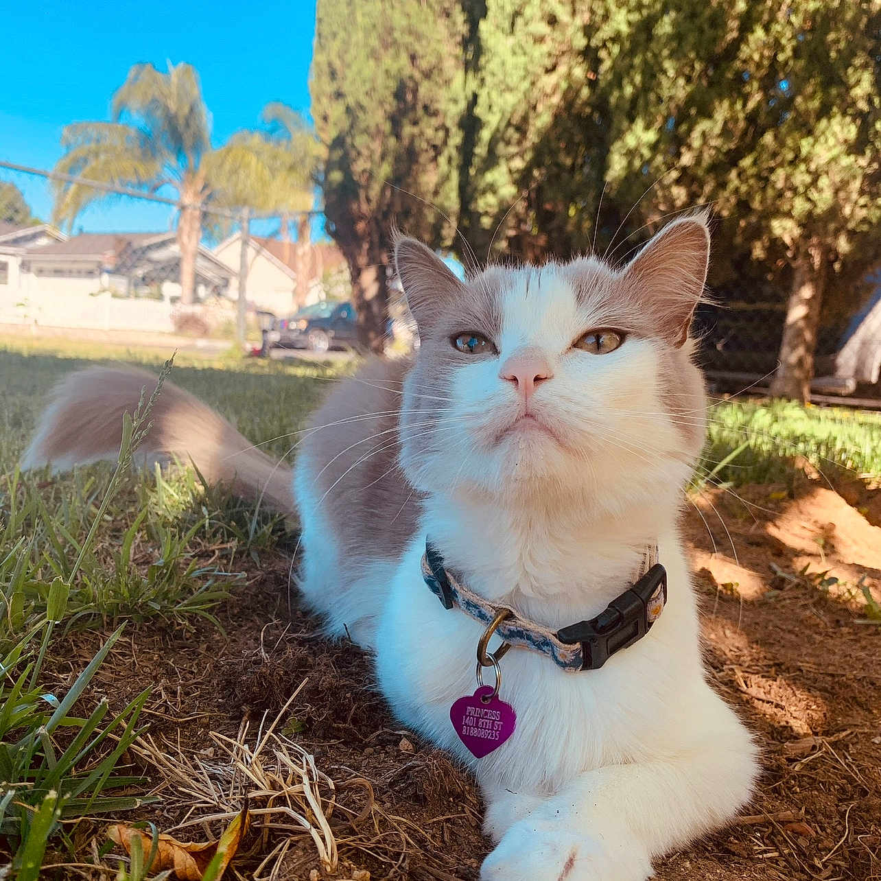 Princess is registered to the contest to win money with this photo: accessories, animal, architecture, building, face, grass, head, lawn, outdoors, person, photography, plant, portrait, pottedplant, shelter, soil, strap, summer, tree, vegetation