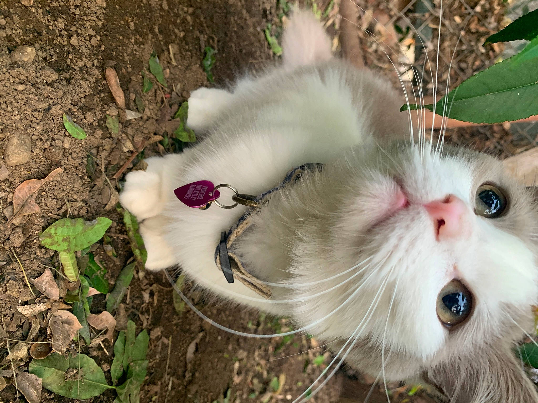 Princess is registered to the contest to win money with this photo: carnivore, cat, fawn, felidae, flowering_plant, fur, grass, natural_material, plant, small_to_medium_sized_cats, snout, soil, terrestrial_animal, tree, whiskers