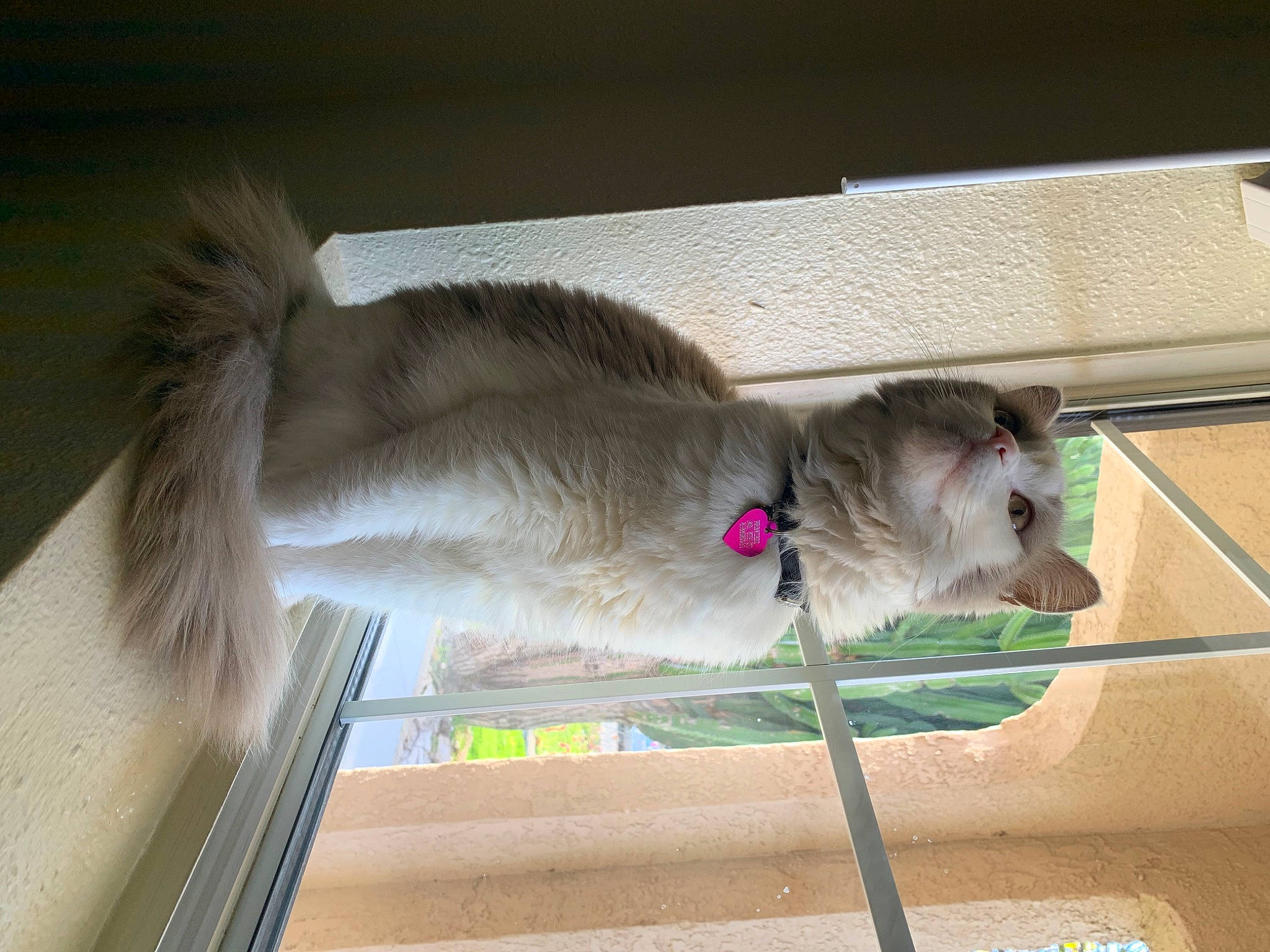 Princess joined the competition — help win amazing prizes! canidae, carnivore, collar, companion_dog, dog, dog_breed, dog_collar, fawn, felidae, fur, liver, mammal, pet_supply, small_to_medium_sized_cats, snout, sporting_group, tail, toy_dog, whiskers, working_animal