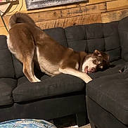 Bruno joined the competition — help win amazing prizes! black_couch, brown_dog, canine, couch, cozy, dog, domestic_animal, ears_flopped, floor, framed_pictures, furniture, home, indoor, living_room, pet, playful, relaxed, stretching, tongue_out, wooden_wall