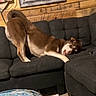 black_couch, brown_dog, canine, couch, cozy, dog, domestic_animal, ears_flopped, floor, framed_pictures, furniture, home, indoor, living_room, pet, playful, relaxed, stretching, tongue_out, wooden_wall