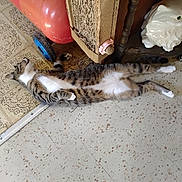 Kat Gray is registered to the contest to win money with this photo: air_compressor, animal, cat, curled_paws, domestic, floor, furniture, home, indoor, lying_down, peaceful, pet, red_tank, relaxed, resting, scratching_post, striped_fur, tabby_cat, tile_floor, white_paws
