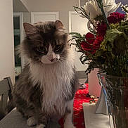 Draco is registered to the contest to win money with this photo: animal, bouquet, calm, cat, chair, close_up, decor, domestic, flowers, fluffy, fur, furniture, indoor, long_hair, pet, plant, portrait, red_flowers, table, white_flowers