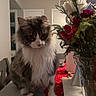 animal, bouquet, calm, cat, chair, close_up, decor, domestic, flowers, fluffy, fur, furniture, indoor, long_hair, pet, plant, portrait, red_flowers, table, white_flowers
