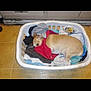 Max is registered to the contest to win money with this photo: dog, laundry_basket, clothes, indoor, floor, tile_floor, small_dog, tan_dog, resting, curled_up, cozy, home, household, laying_down, pet, domestic_animal, sleepy, shy, fabric, basket