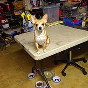 Max joined the competition — help win amazing prizes! dog, small_dog, table, plastic_table, food_bowls, dog_food, water_bowl, cluttered_room, floor, tile_floor, chair, storage_bins, household_items, spray_bottles, pet, indoor, animal, pet_food, furniture, domestic