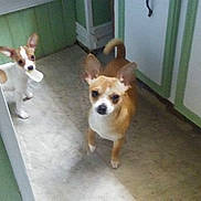 Sweet Sweet joined the competition — help win amazing prizes! alert, animal, cabinet, companion, curious, cute, dog, ears, floor, food, green, household, indoor, kitchen, mouth, pet, puppy, small_dog, standing, white