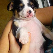 Moe Moe is registered to the contest to win money with this photo: puppy, dog, sleepy, cute, pet, hand, human, indoor, young, small, fur, black, white, brown, holding, relaxed, animal, portrait, closeup, cute_animal