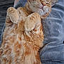 Léon a rejoint le concours — aidez-le/la à gagner de superbes lots ! blanket, cat, cozy, curled_up, cute, domestic_cat, feline, fluffy, fur, gray, indoor, nap, orange_tabby, paws, pet, relaxed, resting, sleeping, soft, whiskers