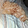 animal, bed, cat, cozy, cute, cute_pet, domestic_cat, feline, fur, ginger_cat, indoor, mammal, paws, peaceful, pet, relaxation, resting, sleeping, striped_bedspread, whiskers