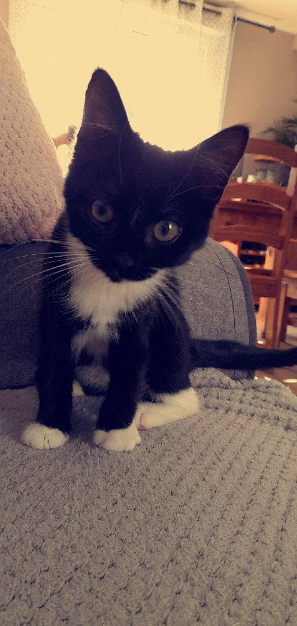 Moon participe au concours pour gagner de l'argent avec cette photo : black_cat, carnivore, cat, comfort, domestic_short_haired_cat, eye, felidae, foot, fur, grey, head, human_body, human_leg, leg, paw, shelf, small_to_medium_sized_cats, snout, tail, whiskers