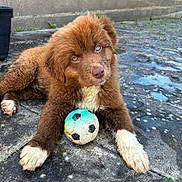 Baki a rejoint le concours — aidez-le/la à gagner de superbes lots ! puppy, dog, brown_fur, white_paws, soccer_ball, outdoor, patio, stone_floor, brick_wall, playful, cute, pet, animal, young_dog, curious, fluffy, resting, garden, plant_pot, daylight