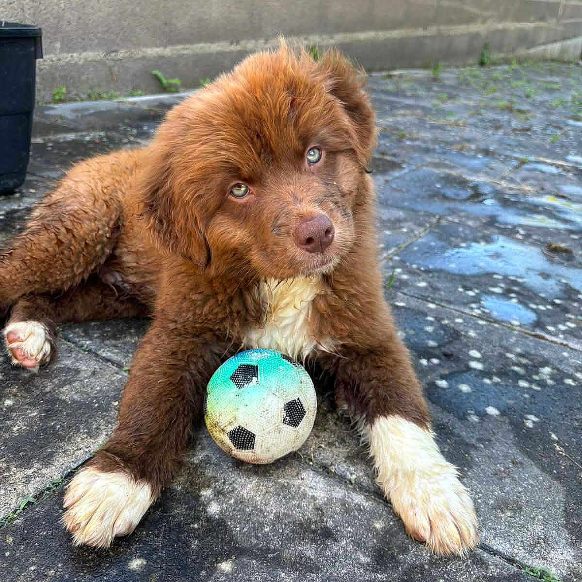 Baki a rejoint le concours — aidez-le/la à gagner de superbes lots ! puppy, dog, brown_fur, white_paws, soccer_ball, outdoor, patio, stone_floor, brick_wall, playful, cute, pet, animal, young_dog, curious, fluffy, resting, garden, plant_pot, daylight