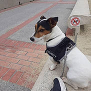 Balou a rejoint le concours — aidez-le/la à gagner de superbes lots ! dog, jack_russell, security_vest, leash, outdoor, promenade, seaside, brick_path, concrete, warning_sign, sitting, short_hair, white_fur, brown_markings, black_markings, pet, working_dog, portrait, architecture, daylight