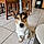 Balou