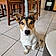 Balou