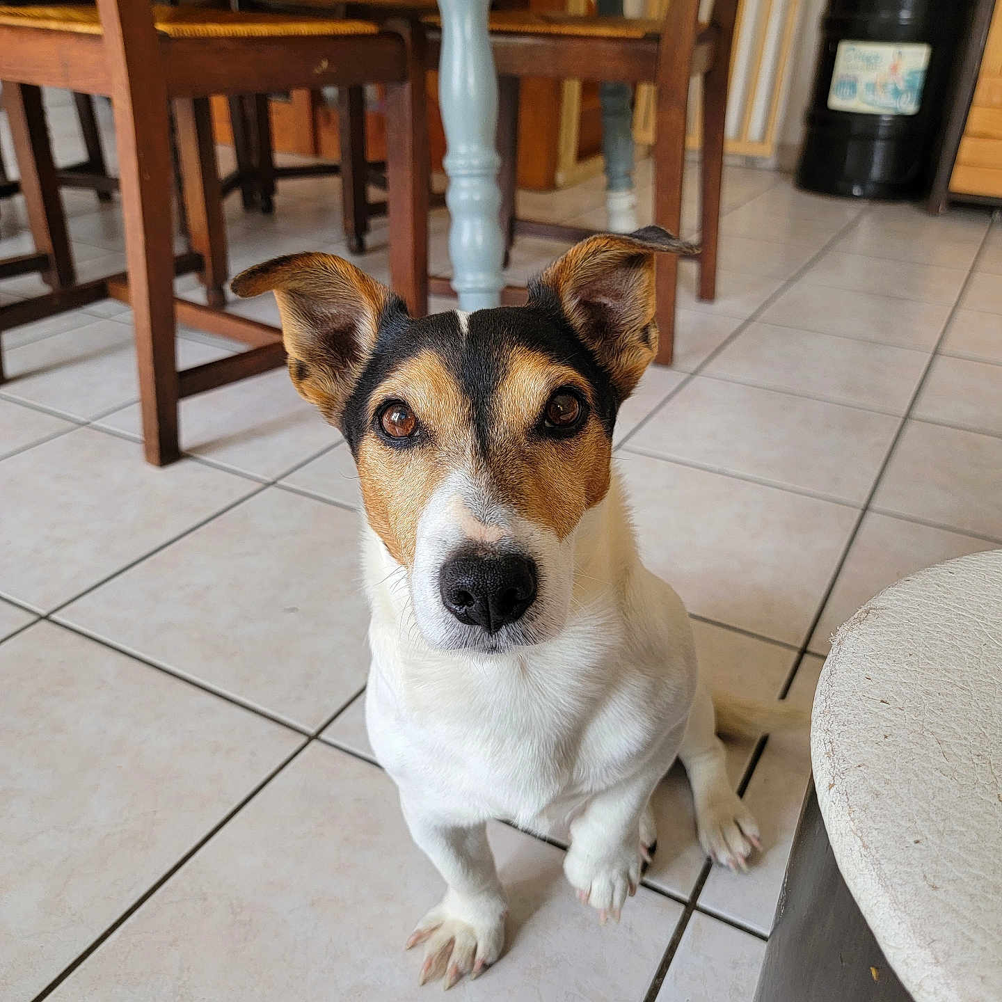 Balou