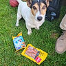 Balou a rejoint le concours — aidez-le/la à gagner de superbes lots ! dog, jack_russell_terrier, pet, animal, grass, outdoors, portrait, sitting, standing, looking_at_camera, brown_and_white, floppy_ears, tail, basketball, dog_treats, snack_bag, black_bag, shoe, lawn, daylight