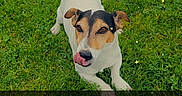 Balou participe au concours pour gagner de l'argent avec cette photo : dog, jack_russell_terrier, grass, outdoors, birthday, birthday_message, tongue_out, lying_down, looking_at_camera, white_and_brown, black_markings, floppy_ears, tail, pet, toy, blue_ring, lawn, sparkles, portrait, text_overlay