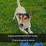 dog, jack_russell_terrier, grass, outdoors, birthday, birthday_message, tongue_out, lying_down, looking_at_camera, white_and_brown, black_markings, floppy_ears, tail, pet, toy, blue_ring, lawn, sparkles, portrait, text_overlay