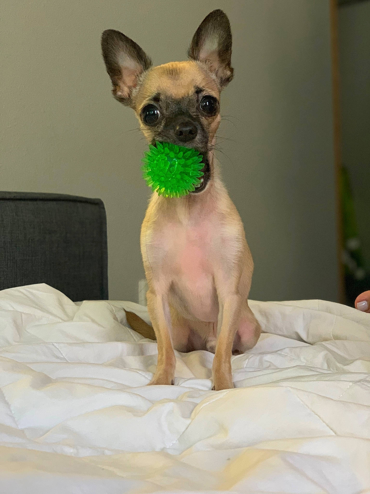 T.rex joined the competition — help win amazing prizes! american_hairless_terrier, canidae, carnivore, chihuahua, companion_dog, dog, dog_breed, fawn, mammal, mexican_hairless_dog, puppy, russkiy_toy, snout, toy_dog, vertebrate, whiskers