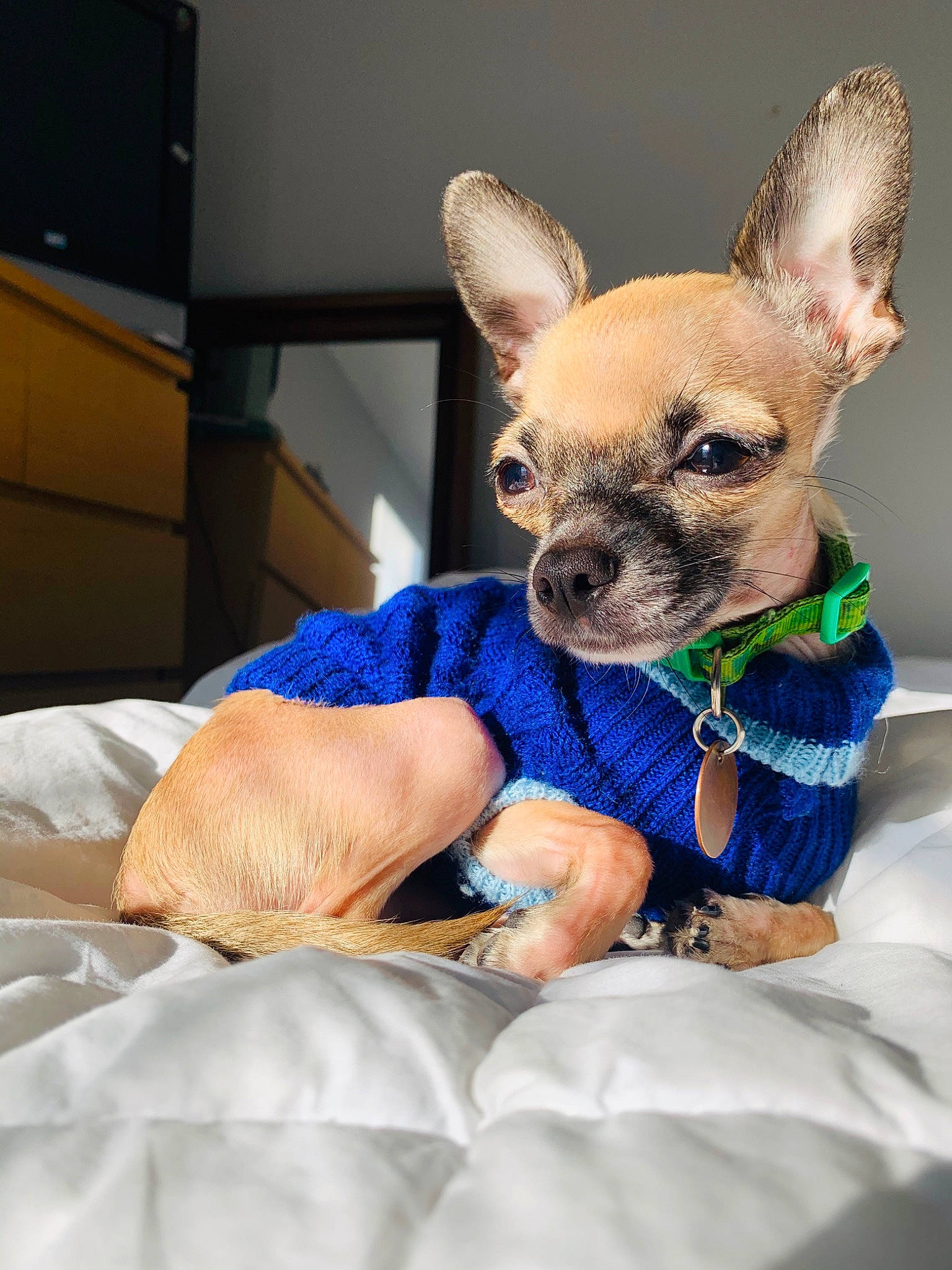 T.rex joined the competition — help win amazing prizes! canidae, carnivore, chihuahua, companion_dog, dog, dog_breed, dog_clothes, ear, fawn, mammal, puppy, russkiy_toy, snout, toy_dog, vertebrate