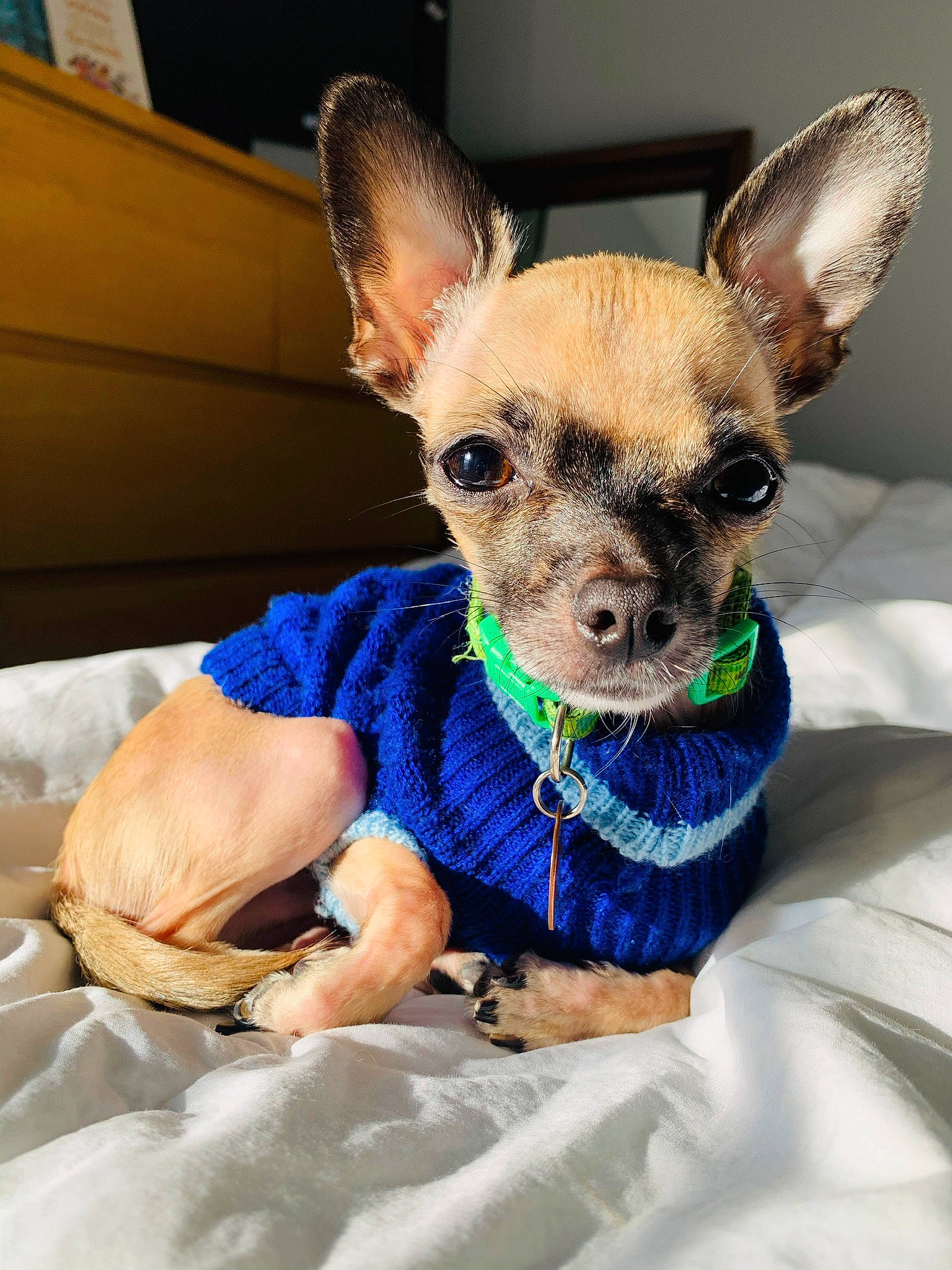 T.rex joined the competition — help win amazing prizes! canidae, carnivore, chihuahua, companion_dog, corgi_chihuahua, dog, dog_breed, dog_clothes, ear, fawn, mammal, puppy, russkiy_toy, snout, toy_dog, vertebrate