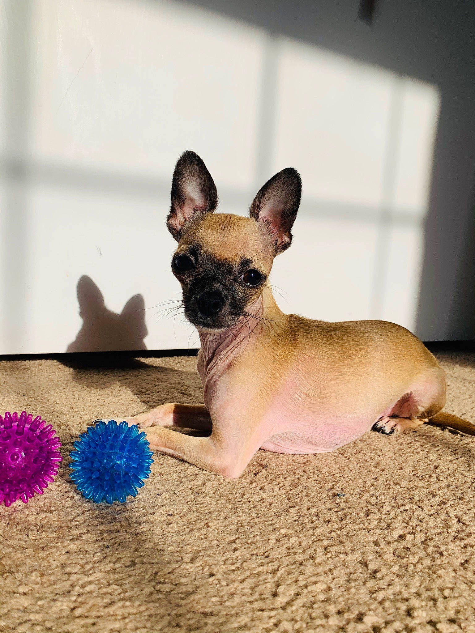 T.rex joined the competition — help win amazing prizes! canidae, carnivore, companion_dog, dog, dog_breed, fawn, french_bulldog, mammal, non_sporting_group, puppy, snout, vertebrate