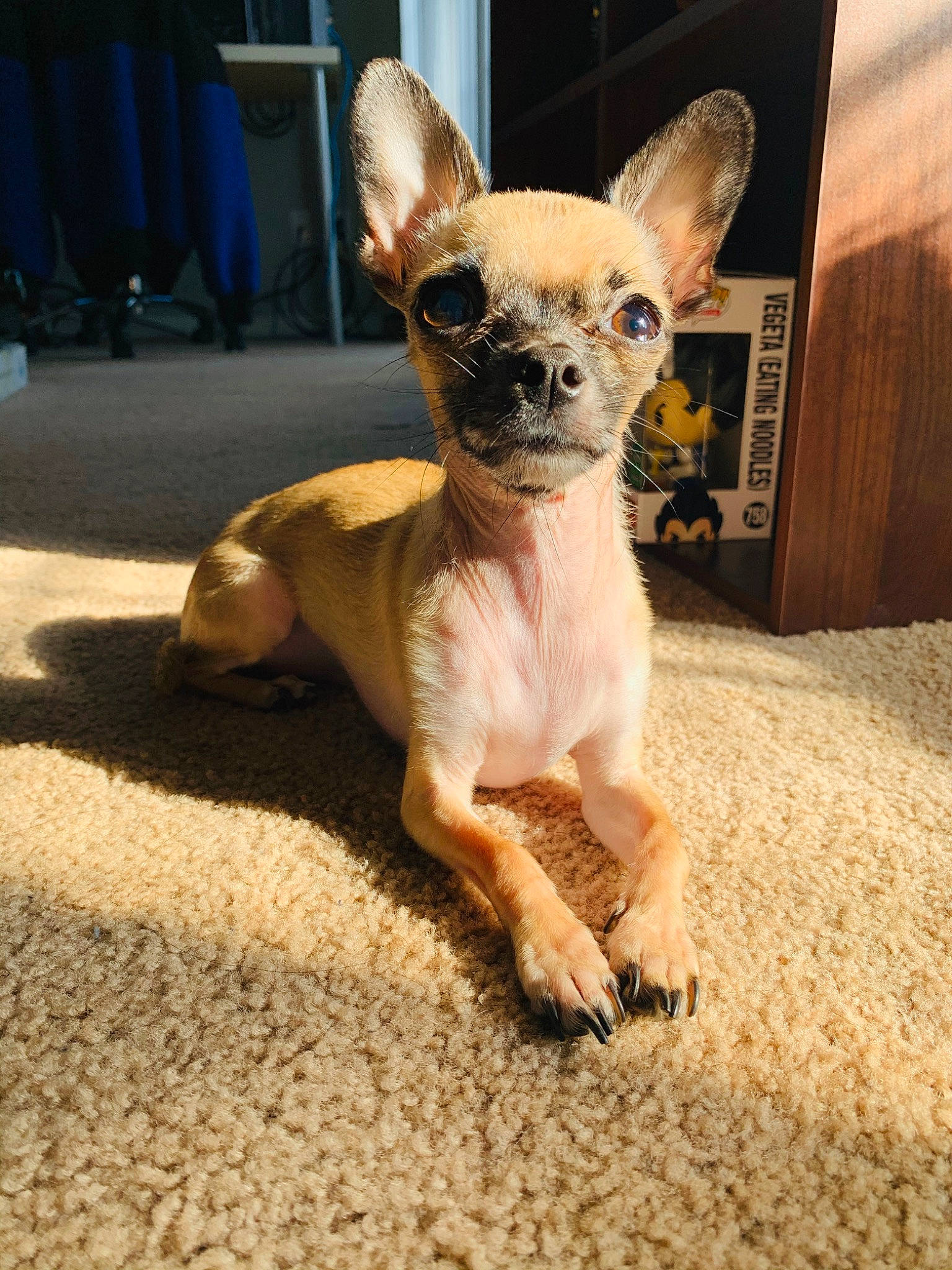 T.rex is registered to the contest to win money with this photo: canidae, carnivore, chihuahua, companion_dog, dog, dog_breed, ear, fawn, mammal, puppy, snout, toy_dog, vertebrate, whiskers