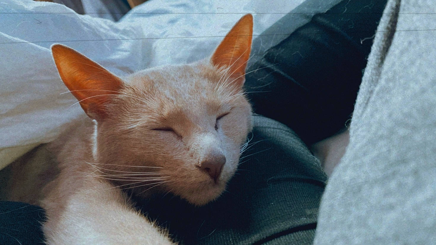 Satine a rejoint le concours — aidez-le/la à gagner de superbes lots ! carnivore, cat, cat_supply, claw, comfort, domestic_short_haired_cat, ear, eye, fawn, felidae, fur, nap, small_to_medium_sized_cats, snout, tail, terrestrial_animal, whiskers, window