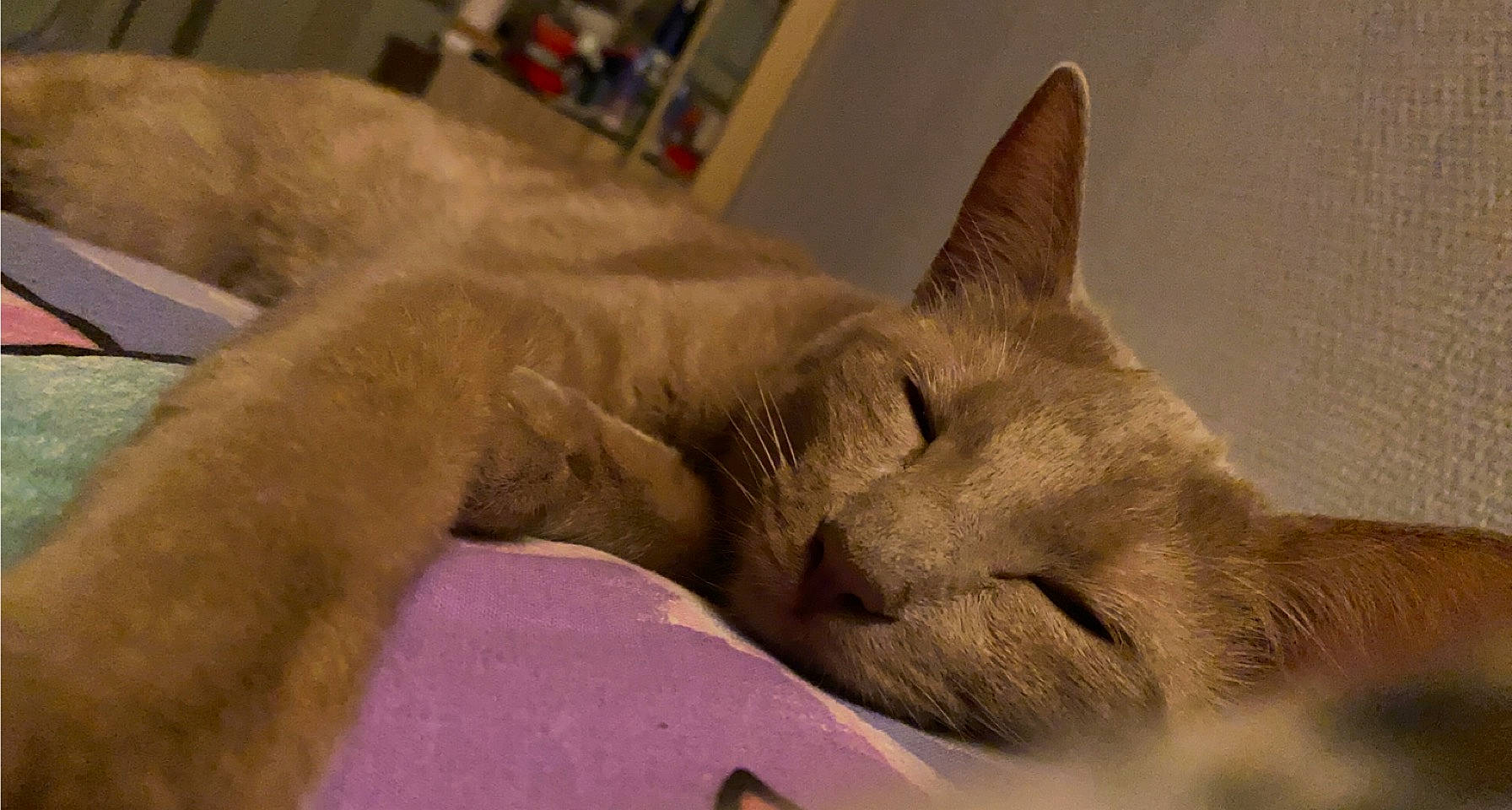 Satine participe au concours pour gagner de l'argent avec cette photo : canidae, carnivore, cat, cat_bed, cat_supply, claw, comfort, domestic_short_haired_cat, eye, fawn, felidae, fur, nap, sleep, small_to_medium_sized_cats, snout, tail, terrestrial_animal, whiskers, wildlife