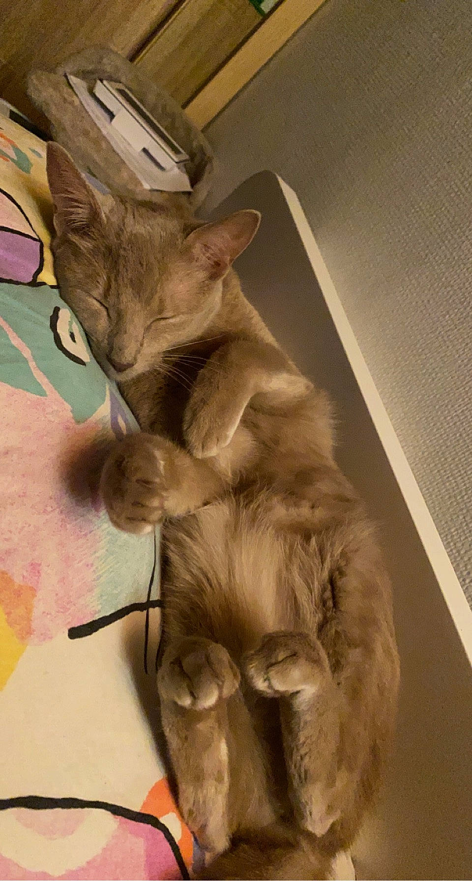 Satine participe au concours pour gagner de l'argent avec cette photo : canidae, carnivore, cat, claw, companion_dog, dog_breed, domestic_short_haired_cat, ear, fawn, felidae, fur, gesture, human_leg, paw, small_to_medium_sized_cats, sporting_group, tail, whiskers, wood