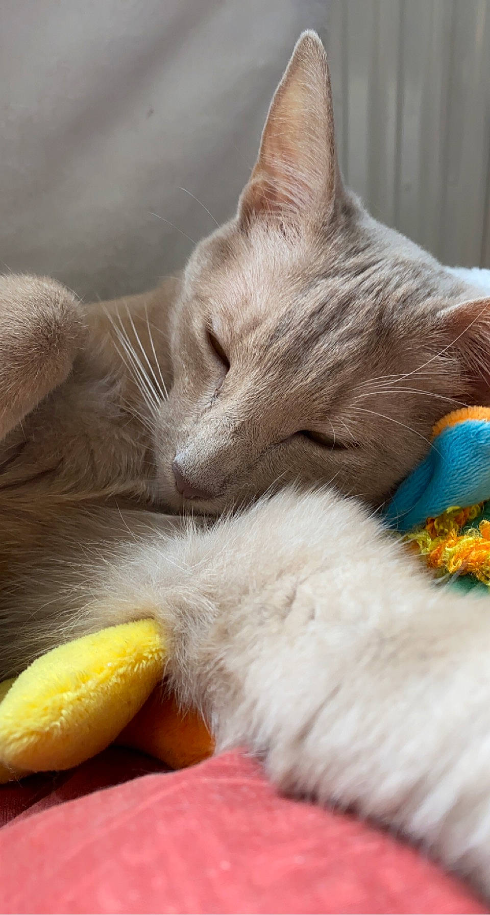 Satine a rejoint le concours — aidez-le/la à gagner de superbes lots ! carnivore, cat, cat_bed, claw, comfort, domestic_short_haired_cat, fawn, felidae, fur, nap, paw, sleep, small_to_medium_sized_cats, tail, terrestrial_animal, whiskers