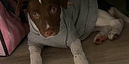 Lilah joined the competition — help win amazing prizes! animal, brown_and_white, cozy, curious, cute, dog, domestic_animal, ears, floor, furniture, hoodie, indoor, laying_down, looking_up, paws, pet, pink_bag, puppy, wood_floor, young_dog