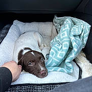 Lilah is registered to the contest to win money with this photo: animal, bed, blanket, brown, car_interior, comfort, companion, cozy, cute, dog, domestic, fur, hand, pet, puppy, relaxation, resting, soft, white, young