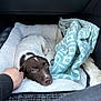 animal, bed, blanket, brown, car_interior, comfort, companion, cozy, cute, dog, domestic, fur, hand, pet, puppy, relaxation, resting, soft, white, young