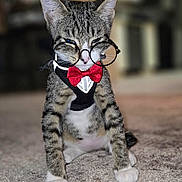 Romeo is registered to the contest to win money with this photo: cat, kitten, tabby, glasses, bow_tie, pet, animal, indoor, carpet, cute, small, feline, sitting, adorable, costume, young, whiskers, ears, fur, portrait