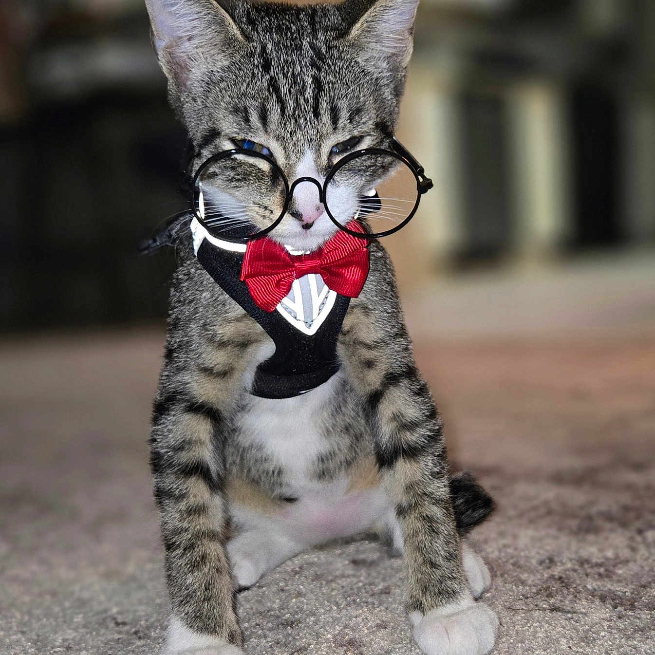 Romeo is registered to the contest to win money with this photo: cat, kitten, tabby, glasses, bow_tie, pet, animal, indoor, carpet, cute, small, feline, sitting, adorable, costume, young, whiskers, ears, fur, portrait