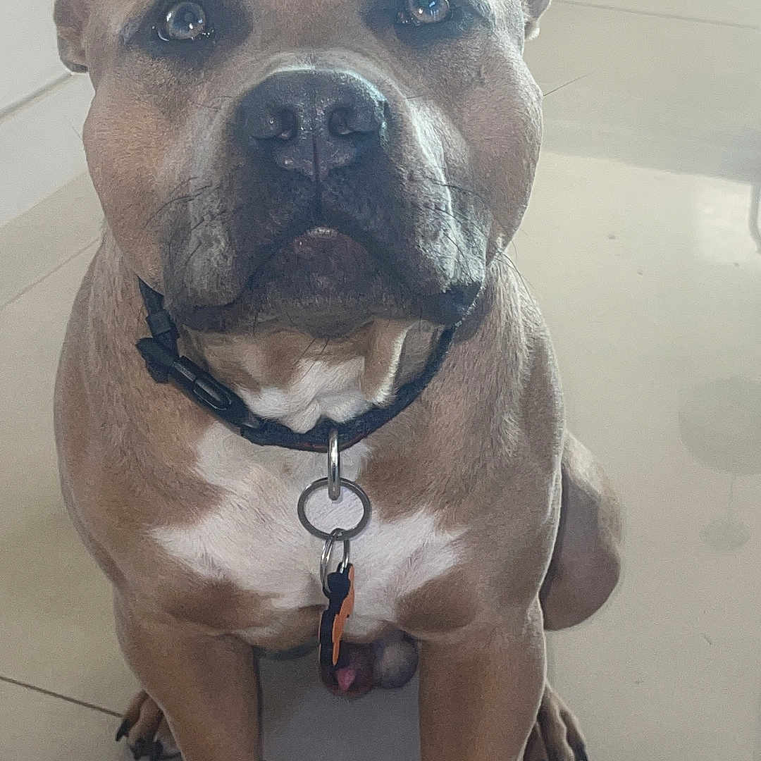 Harley joined the competition — help win amazing prizes! animal, attention, brown, canine, collar, dog, domestic, door, ears, face, floor, house, indoor, looking, nails, pet, portrait, sitting, tag, tile