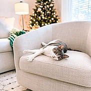 Penny joined the competition — help win amazing prizes! cat, armchair, christmas_tree, lamp, sofa, blanket, indoor, relaxed, holiday_decor, living_room, window, daylight, carpet, furniture, pet, cozy, home, decor, light, comfortable
