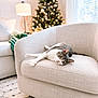 cat, armchair, christmas_tree, lamp, sofa, blanket, indoor, relaxed, holiday_decor, living_room, window, daylight, carpet, furniture, pet, cozy, home, decor, light, comfortable