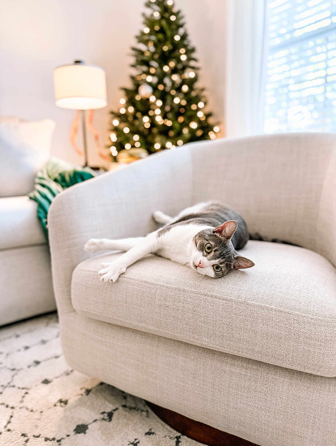Penny joined the competition — help win amazing prizes! cat, armchair, christmas_tree, lamp, sofa, blanket, indoor, relaxed, holiday_decor, living_room, window, daylight, carpet, furniture, pet, cozy, home, decor, light, comfortable